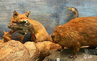 Mus&eacute;e Requien Avignon  &copy; VF