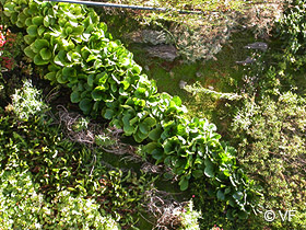Mur vegetal Avignon © VF