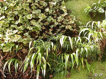 Mur vegetal Avignon © VF