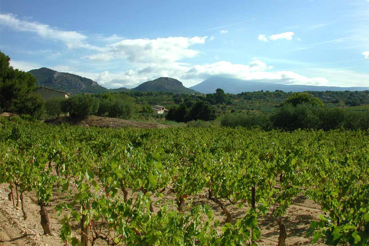 Vignoble Beaumes de Venise