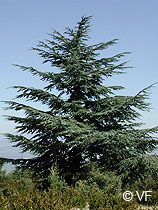 Foret Cedres en Luberon