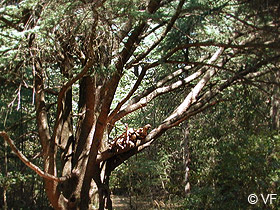 Foret Cedres en Luberon