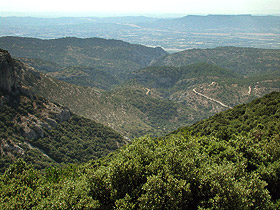 Foret Cedres en Luberon