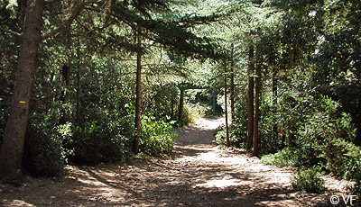 Foret cedres luberon