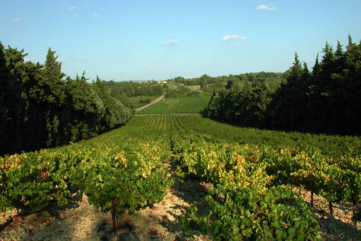 vignes Côtes du Rhône village Gadagne © VF