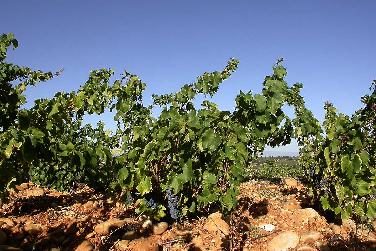 Vignes de Châteauneuf du Pape © VF