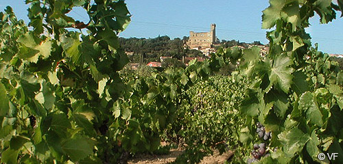 Ch�teauneuf du Pape photo