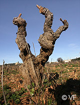 Châteauneuf du Pape Provence