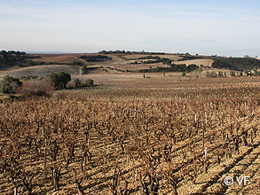  Ch�teauneuf du Pape