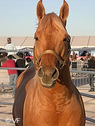 Cheval Passion Avignon &copy; VF  