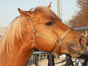 Cheval Passion Avignon &copy; VF  