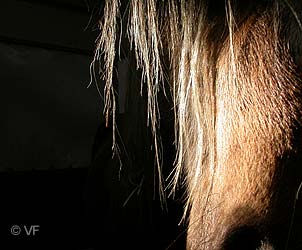 Cheval Passion Avignon &copy; VF  