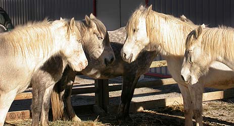 Cheval Passion Avignon &copy; VF