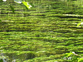 Fontaine de Vaucluse Provence