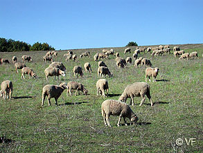  Forcalquier Provence