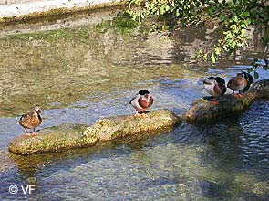 Roue Aubes Isle Sorgue