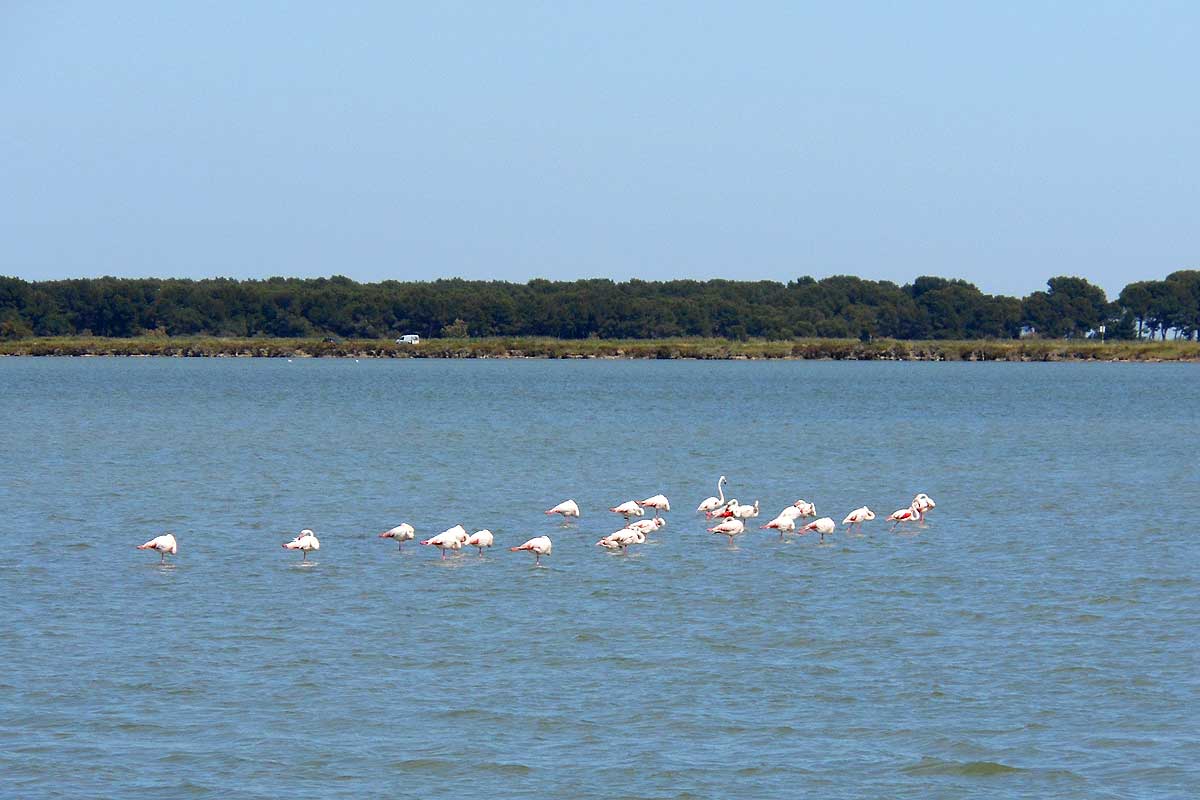 Aigues Mortes flamants roses Camargue © VF