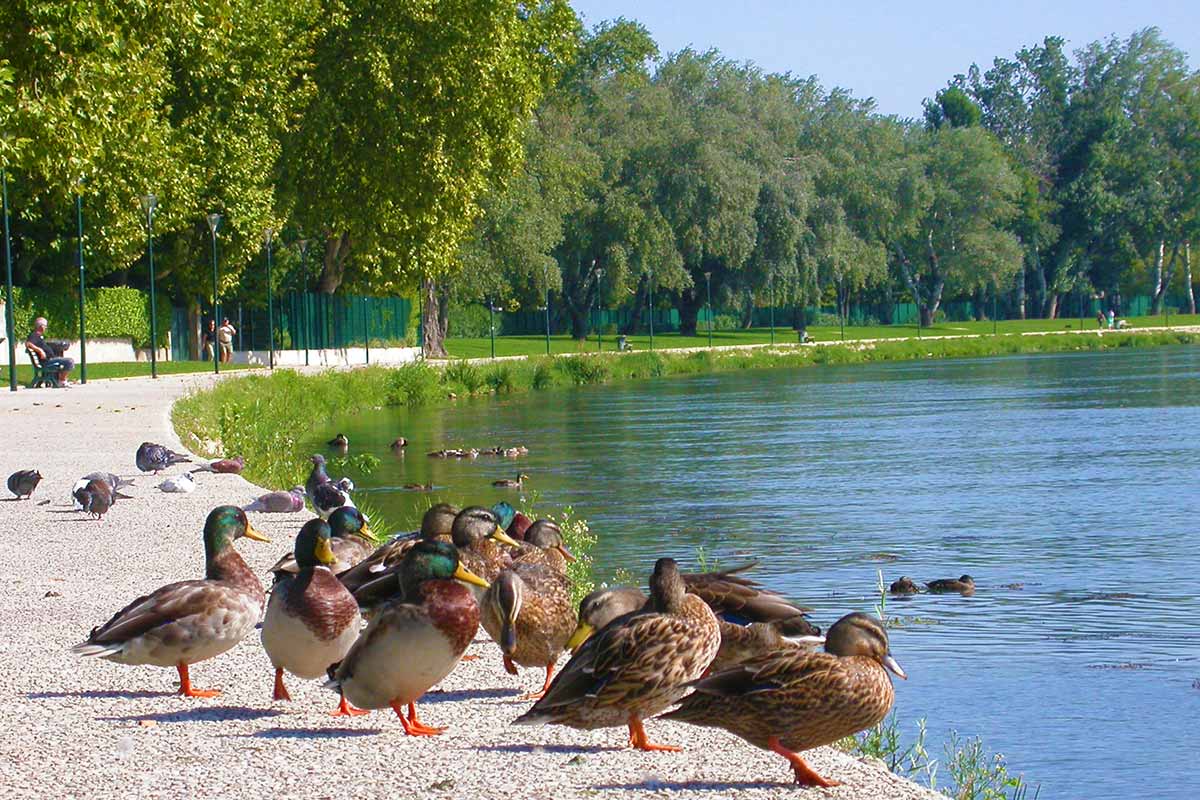 Promeneurs sur le chemin de halage de l'île de la Barthelasse à Avignon