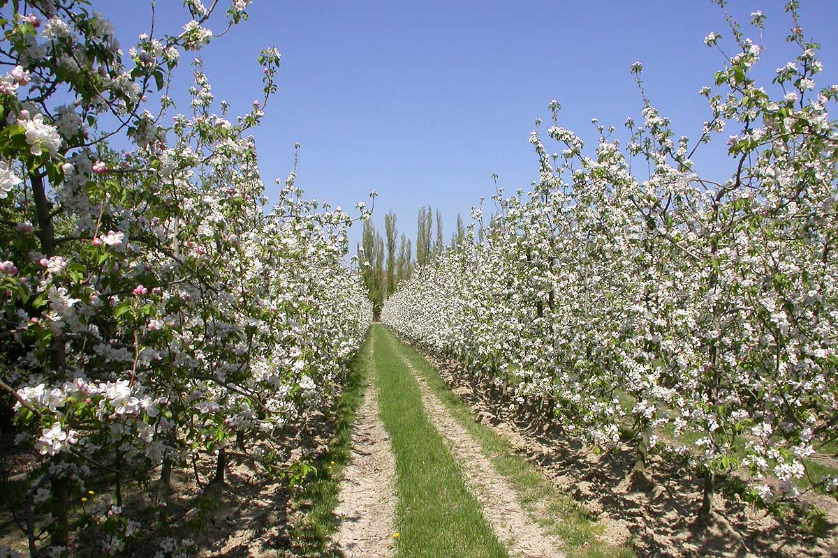 Flowering orchards on Barthelasse Island © VF