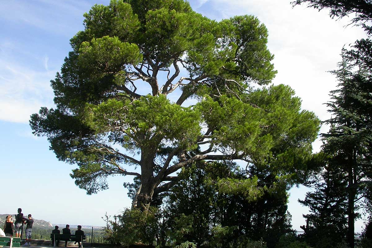 Jardin des Doms Avignon © VF