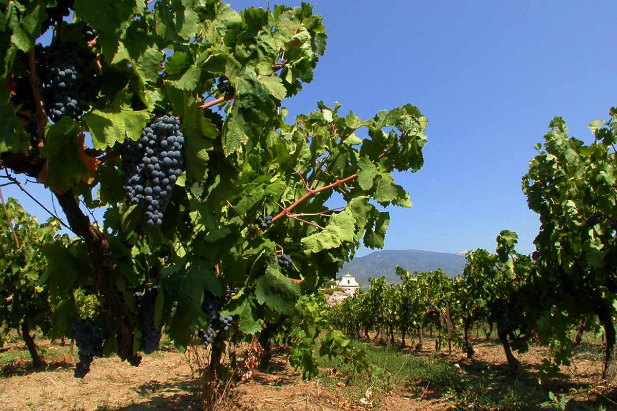 Vin AOC Ventoux