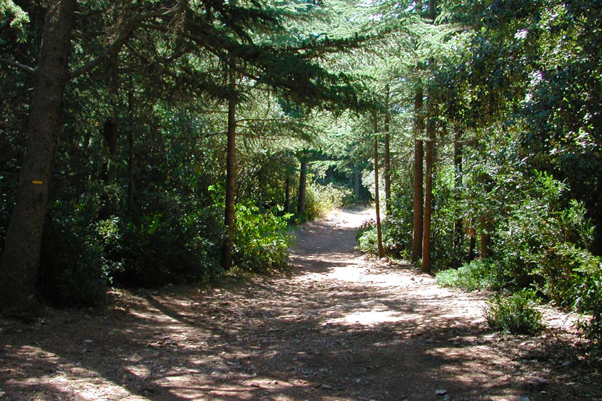 Forêt de cèdres du Luberon