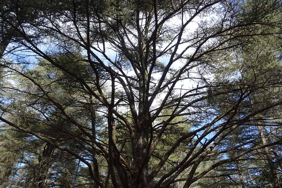 Forêt de cèdres du Luberon ©VF