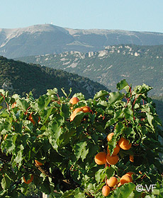 Buis les Baronnies