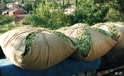 bourras de tilleul