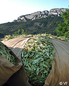 bourras Buis les Baronnies Beffroi