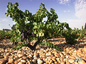 Chateauneuf du Pape Provence