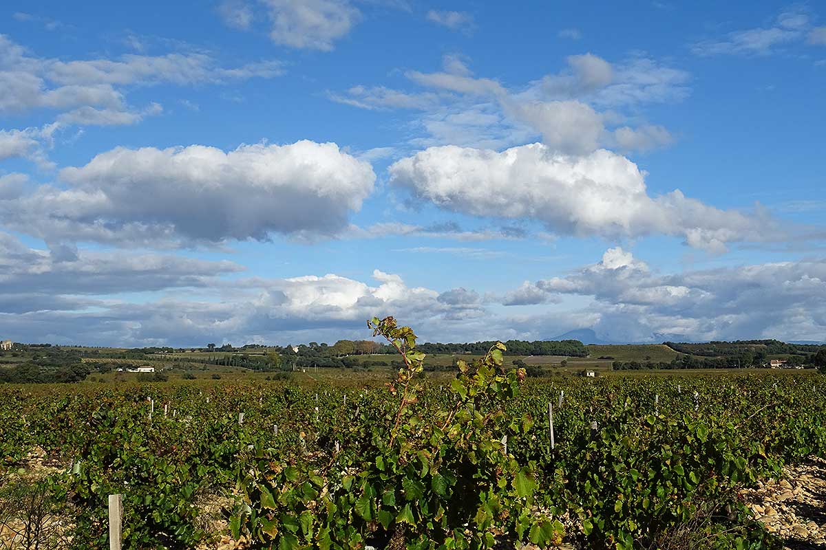 Châteauneuf du Pape © VF