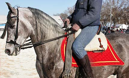 Cheval Passion Avignon © VF  