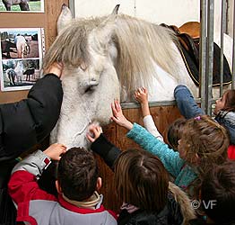 Cheval Passion Avignon © VF