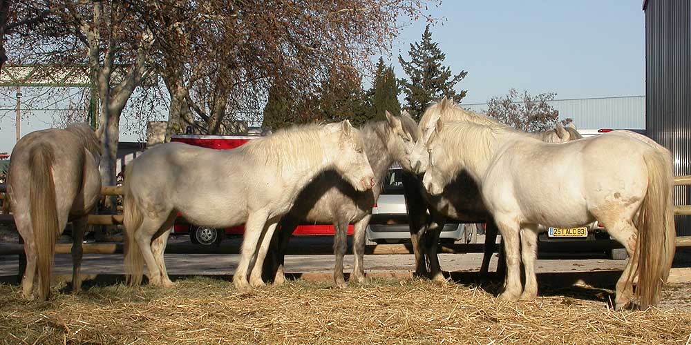 Cheval Passion Avignon