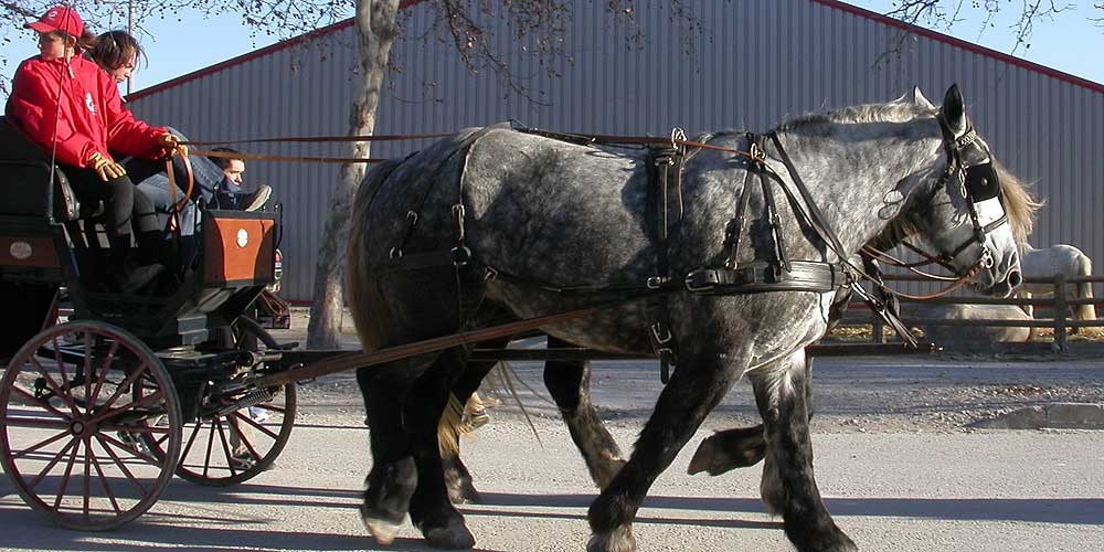 Cheval Passion Avignon