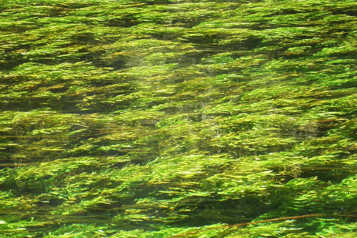 La Sorgue à Fontaine-de-Vaucluse