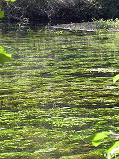 Fontaine de Vaucluse