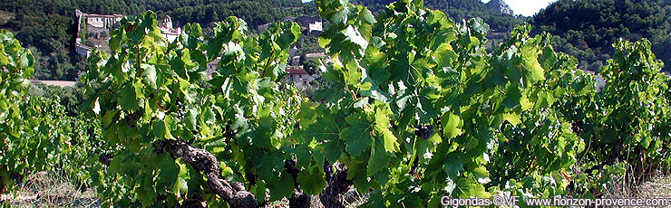 Gigondas vignes