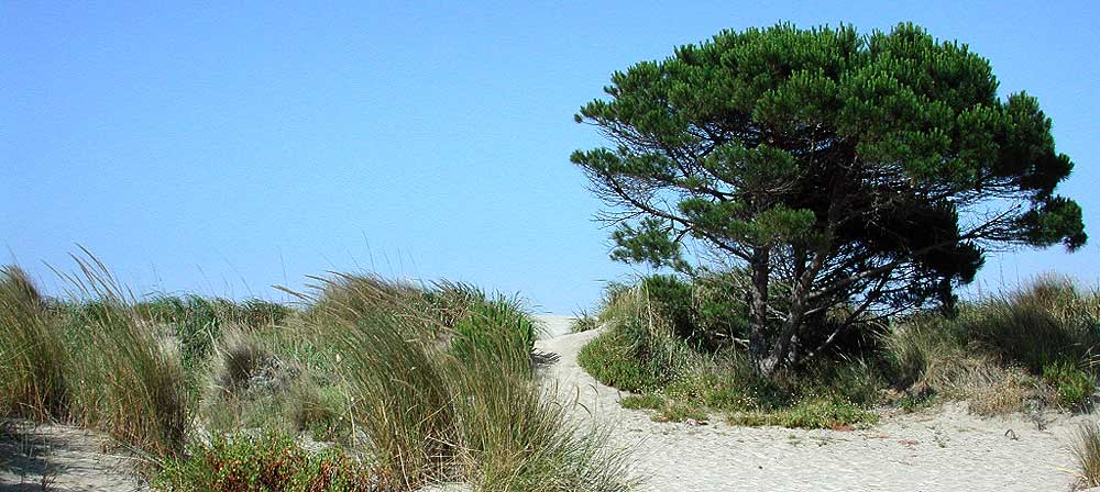 Le Grau du Roi - Espiguette beach