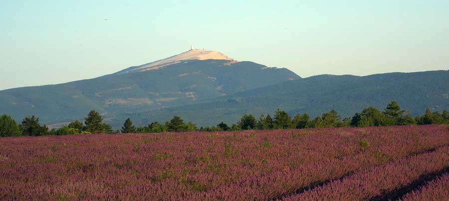 Le Mont Ventoux lavande