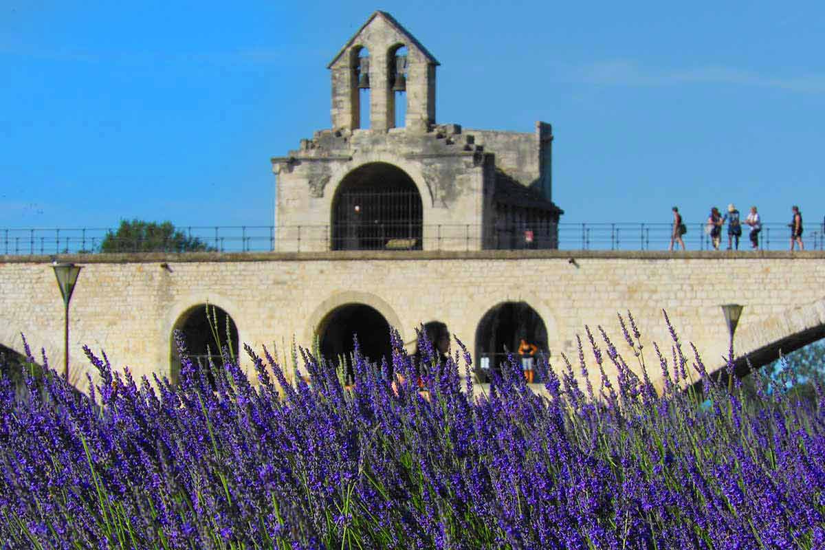 Lavandes Pont d'Avignon