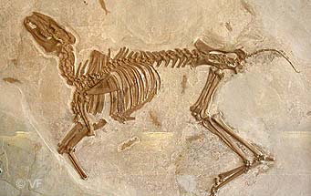 Musée Vachères archéologie © VF