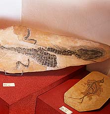 Musée Vachères archéologie © VF