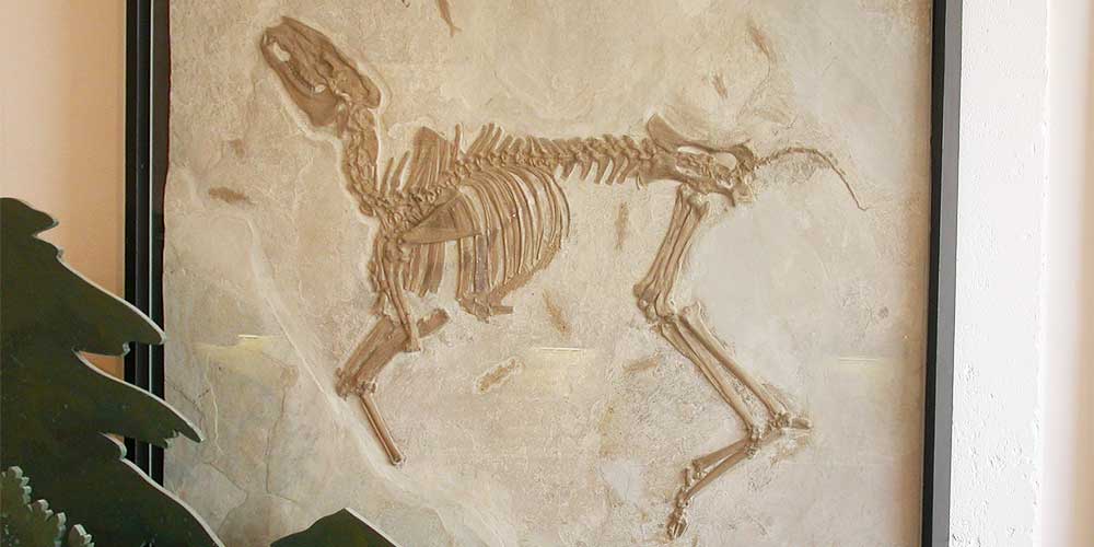 bachitherium - Musée de Vachères © VF