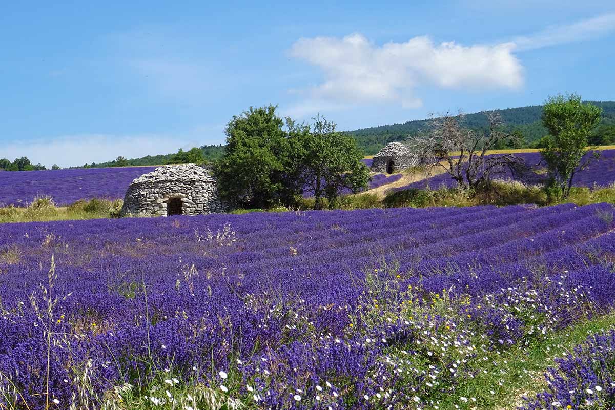 Champ de lavande