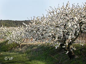 Venasque Provence Vaucluse