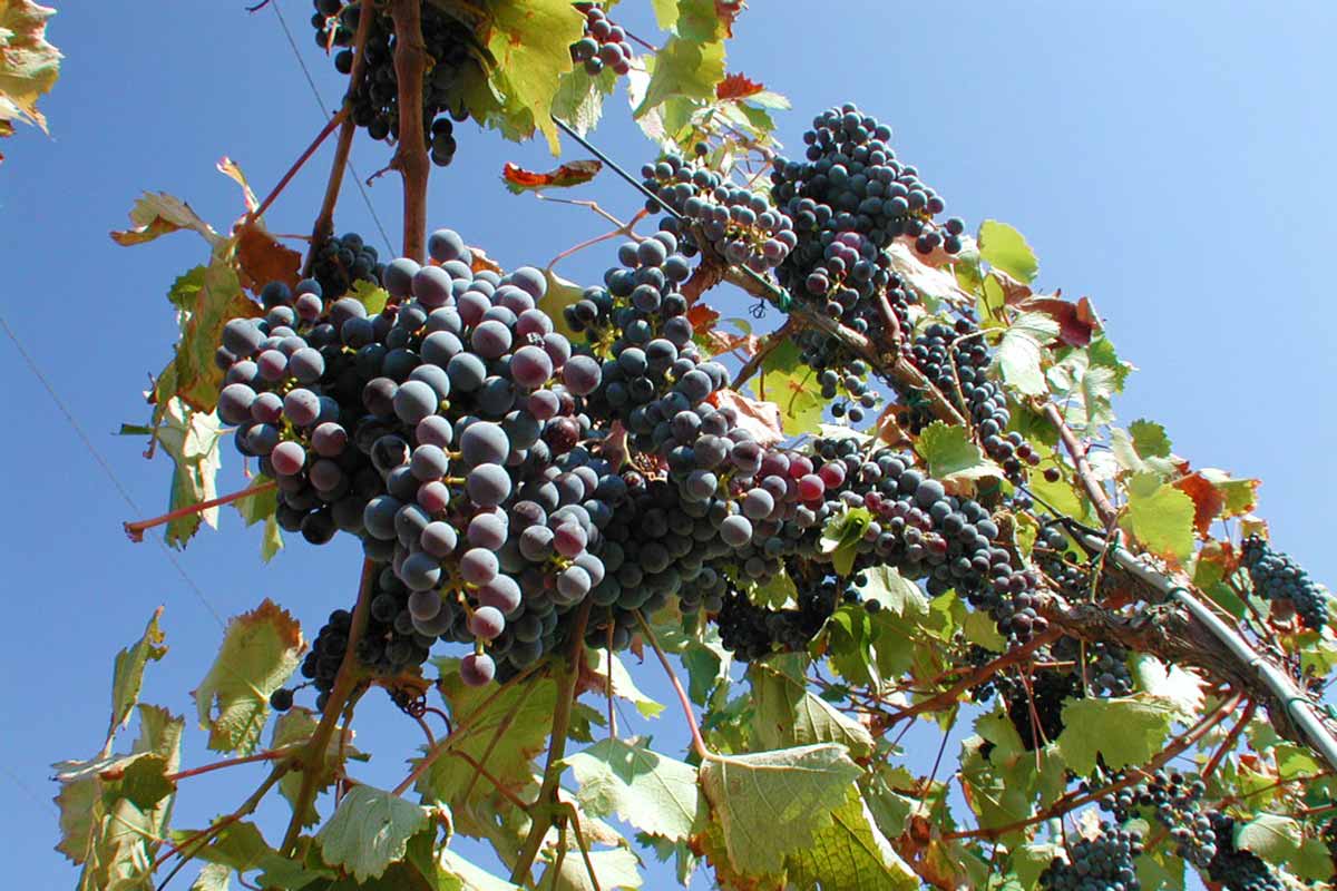 vignes Côtes du Rhône village Gadagne © VF