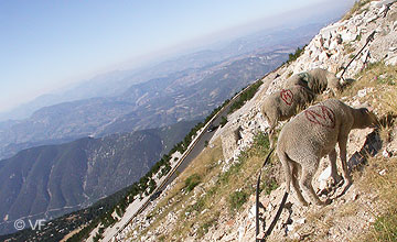 Mont Ventoux © VF