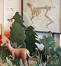 Musée Vachères archéologie © VF